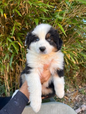 Les chiots de Berger Australien
