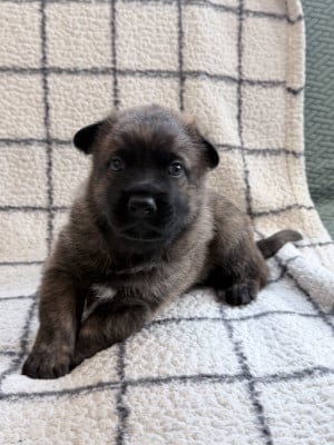 Les chiots de Berger hollandais