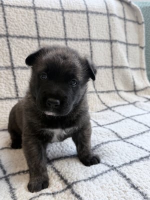 Les chiots de Berger hollandais