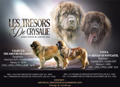 Les chiots de Leonberger
