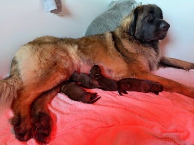 Les chiots de Leonberger