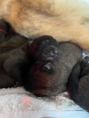 Les chiots de Leonberger