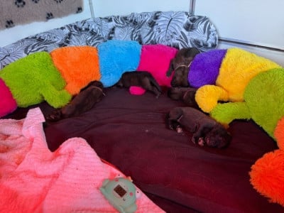 Les chiots de Leonberger