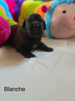 Les chiots de Leonberger