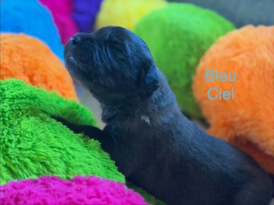 Les chiots de Leonberger