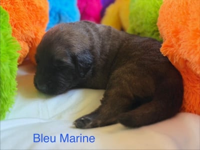 Les chiots de Leonberger