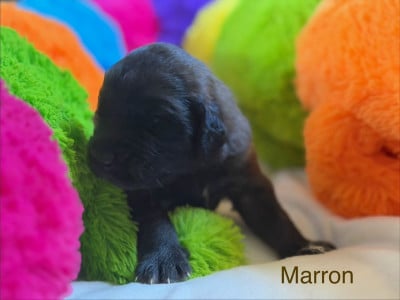 Les chiots de Leonberger