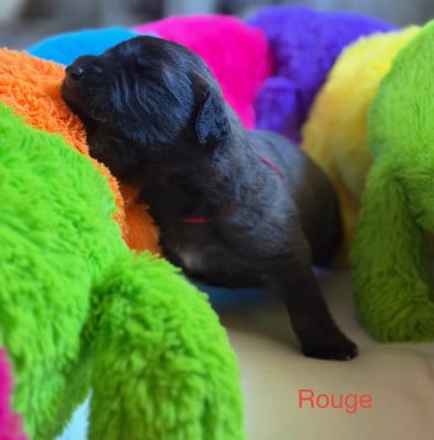 Les chiots de Leonberger