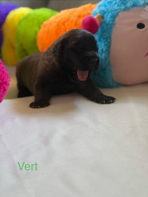 Les chiots de Leonberger