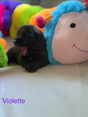 Les chiots de Leonberger