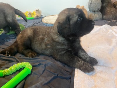 Les chiots de Leonberger