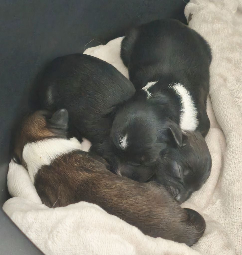 Chien chinois à crête - Du Chateau Bataille