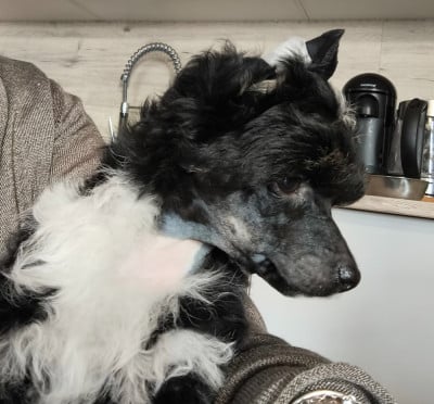 Chien chinois à crête