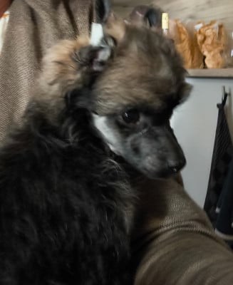 Les chiots de Chien chinois à crête