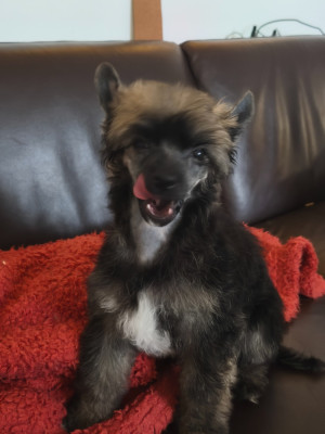 Les chiots de Chien chinois à crête