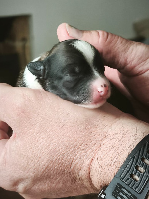 Les chiots de Chien chinois à crête