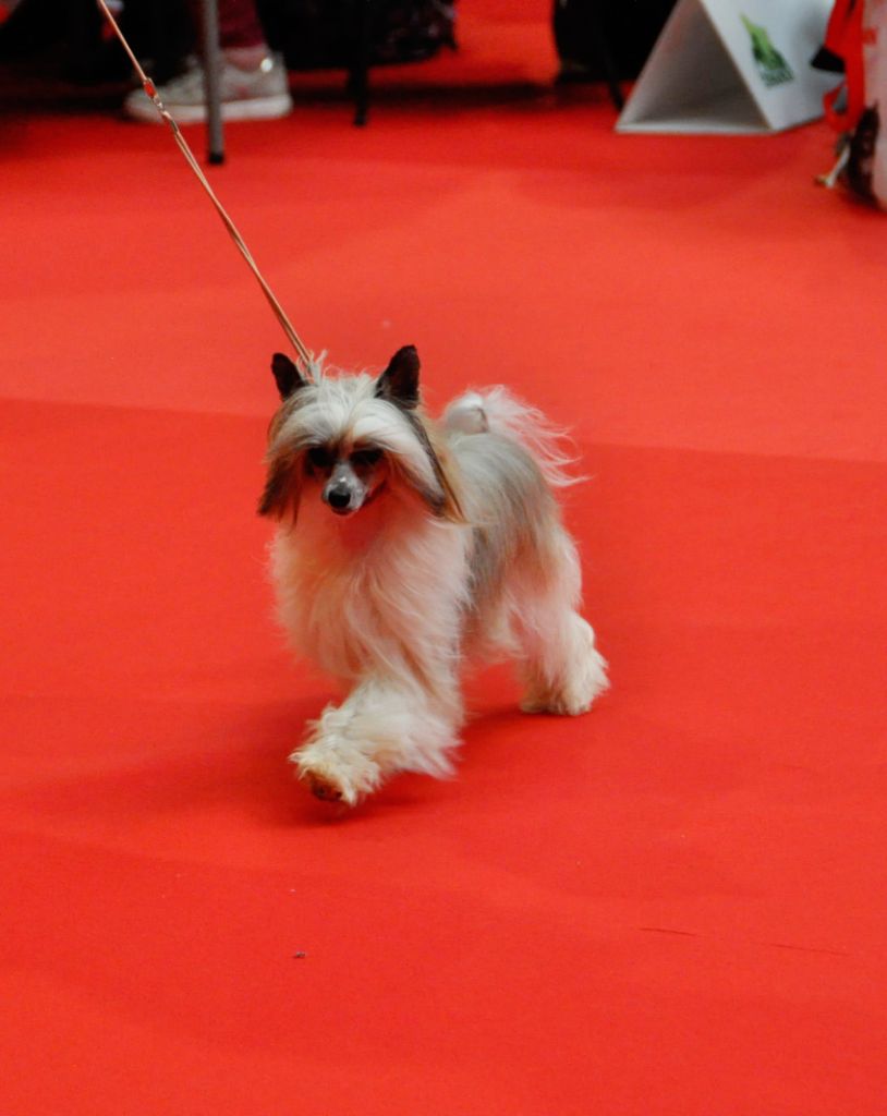 CH. Moon Harbour Tit shine plum - 1ereEXCELLENT/ CACS/ R-CACIB