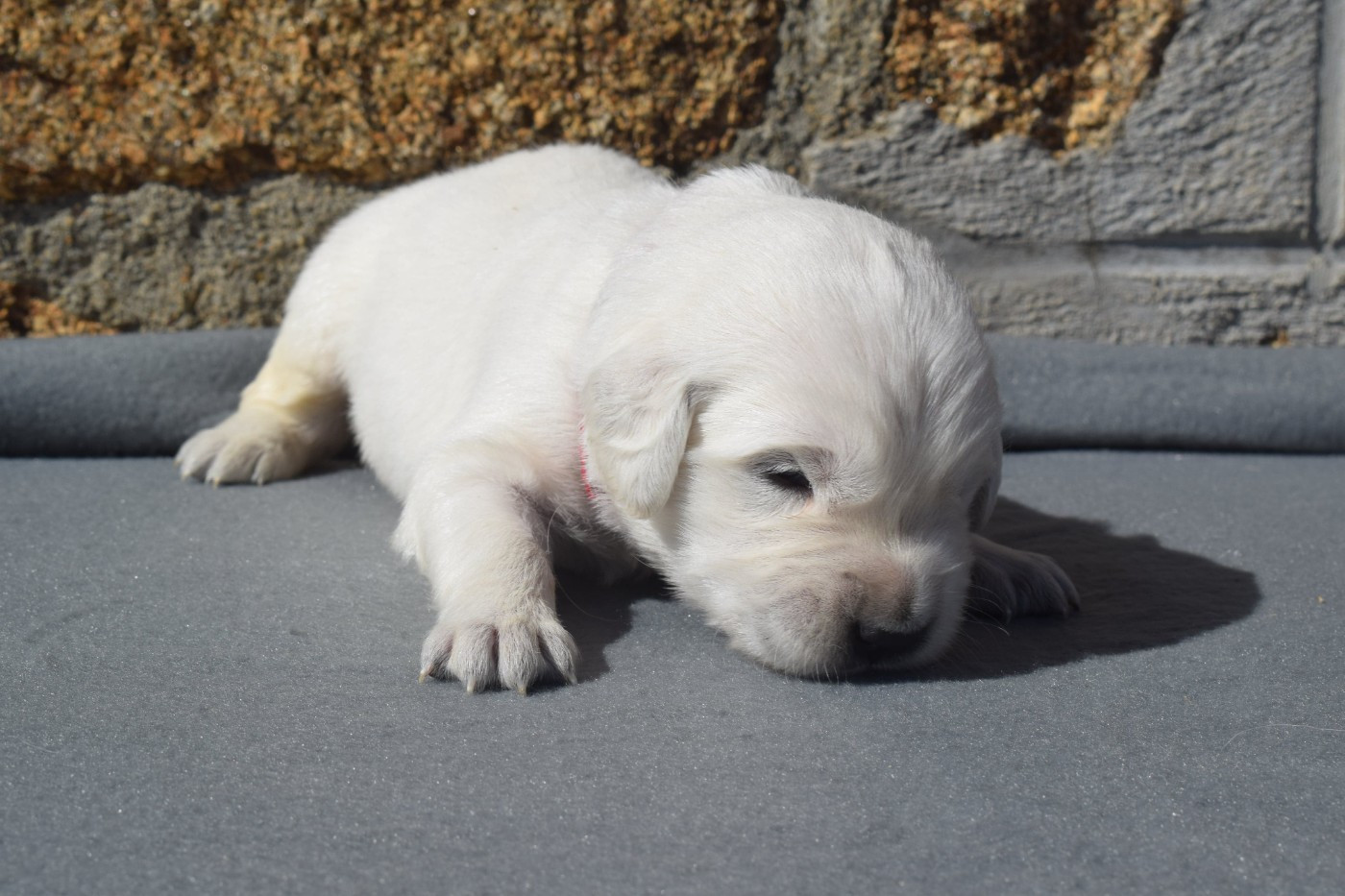 Monsieur Rose - Golden Retriever
