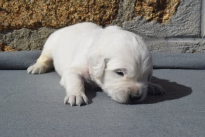Les chiots de Golden Retriever