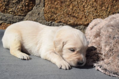 Les chiots de Golden Retriever