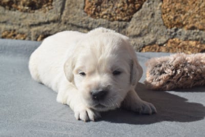 Les chiots de Golden Retriever