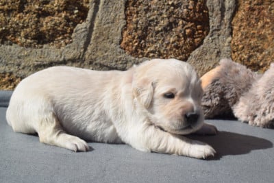 Les chiots de Golden Retriever
