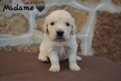 Les chiots de Golden Retriever