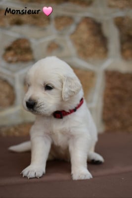 Les chiots de Golden Retriever