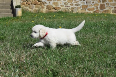 Les chiots de Golden Retriever