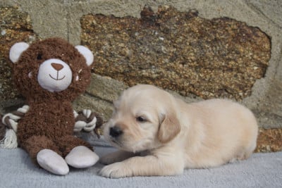 Les chiots de Golden Retriever
