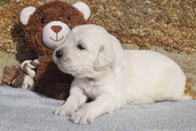Les chiots de Golden Retriever