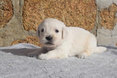 Les chiots de Golden Retriever