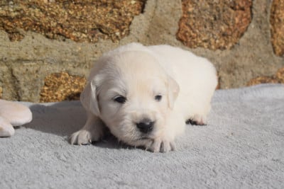 Les chiots de Golden Retriever