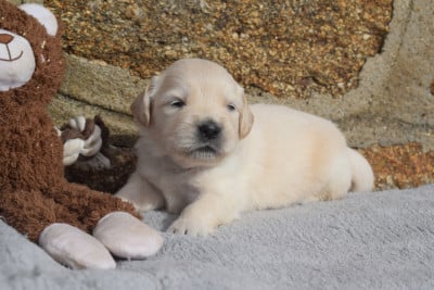 Les chiots de Golden Retriever