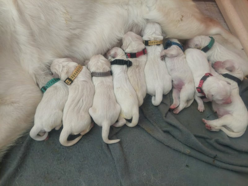Golden Retriever - De Novely