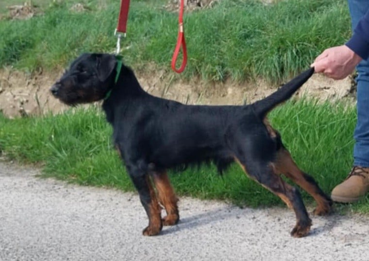 GOLIATH vom rexon forst