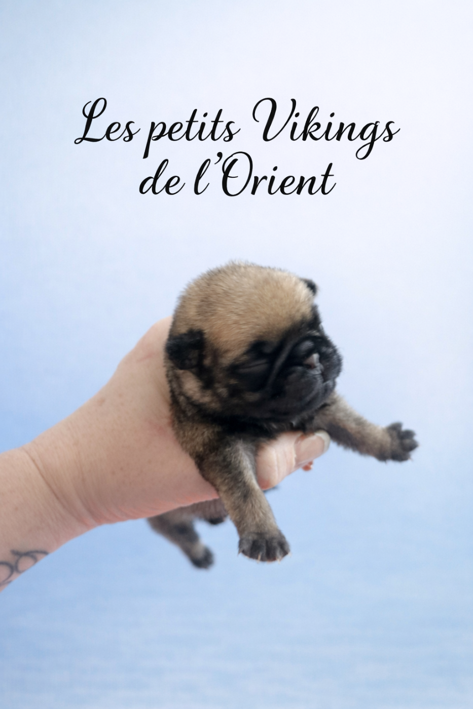 Mâle sable - Carlin