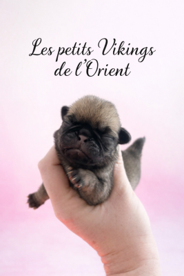 Les chiots de Carlin
