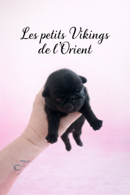 Les chiots de Carlin
