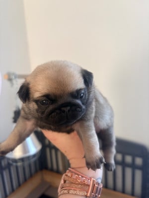 Les chiots de Carlin