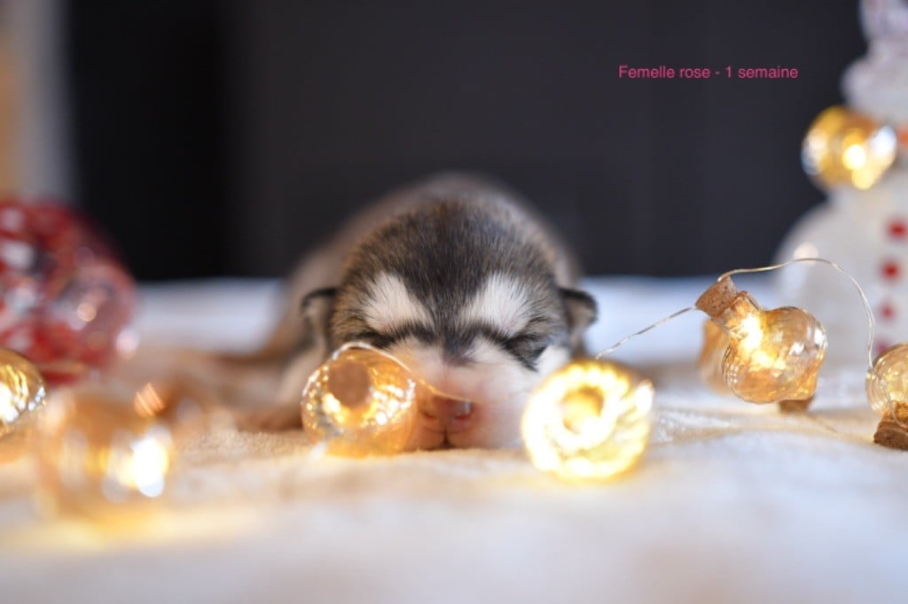 Femelle rose - Alaskan Malamute