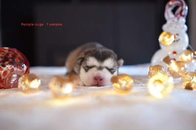 Les chiots de Alaskan Malamute