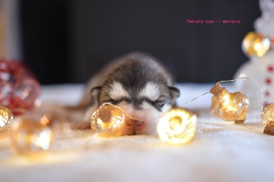 Les chiots de Alaskan Malamute