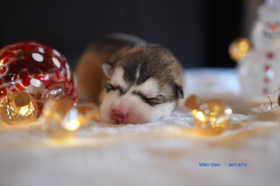 Les chiots de Alaskan Malamute