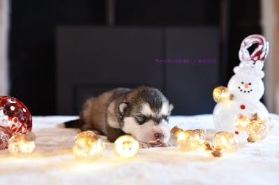 Les chiots de Alaskan Malamute