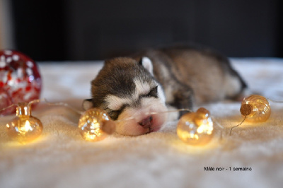 Les chiots de Alaskan Malamute