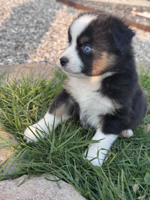 Les chiots de Berger Américain Miniature 
