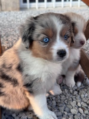 Les chiots de Berger Américain Miniature 
