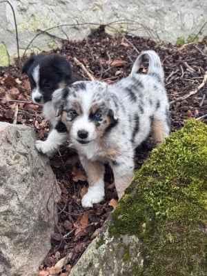 Les chiots de Berger Américain Miniature 