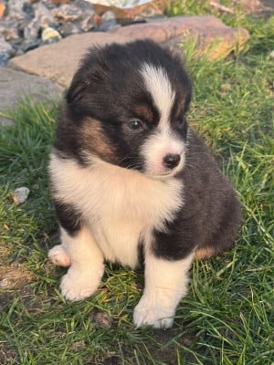 Les chiots de Berger Américain Miniature 